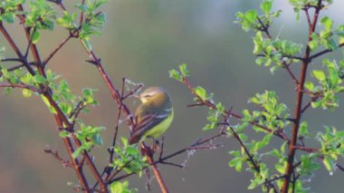 Avrupa'nın vahşi hayvanlar