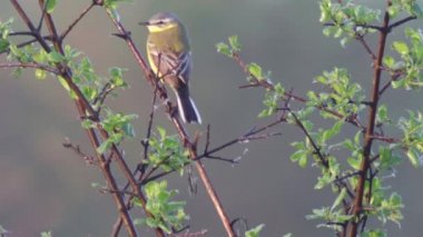 Avrupa'nın vahşi hayvanlar