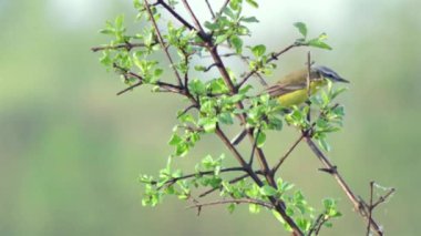Avrupa'nın vahşi hayvanlar