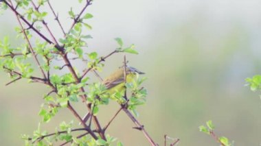 Avrupa'nın vahşi hayvanlar