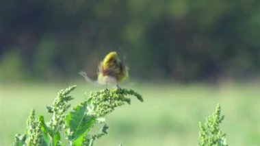 Avrupa'nın vahşi hayvanlar