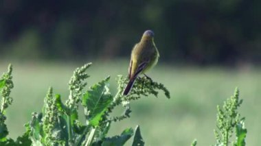 Avrupa'nın vahşi hayvanlar