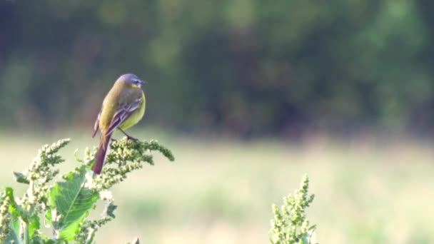 Animali selvatici d'Europa — Video Stock