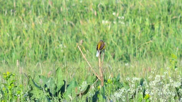 Kleine vogels op de weide. — Stockvideo