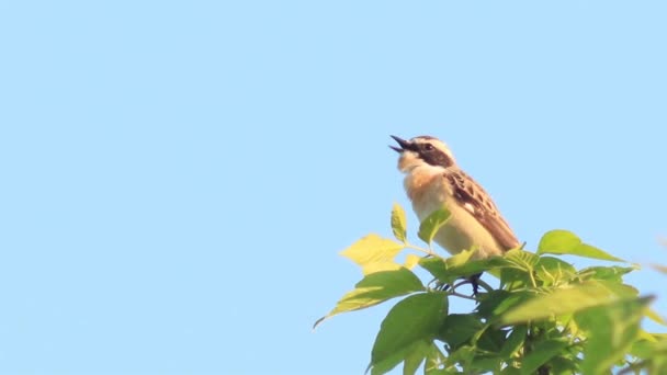 Schöner kleiner Baumsperling singt am Ast. — Stockvideo