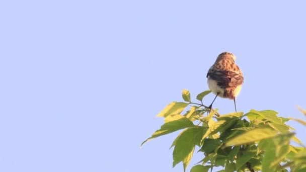 Piękne małe drzewo sparrow śpiewu w oddziale. — Wideo stockowe