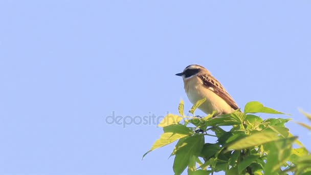 Beautiful small tree sparrow singing at the branch. — Stock Video