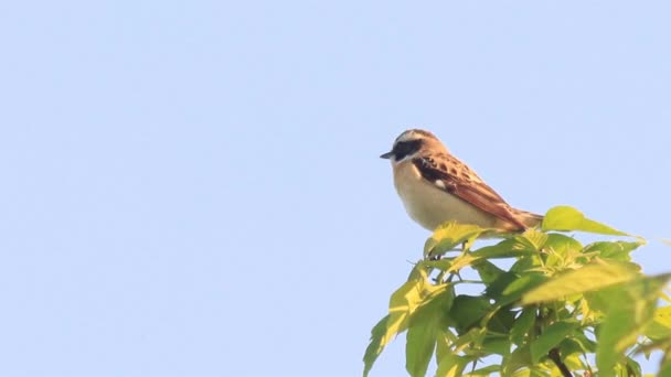 Beautiful small tree sparrow singing at the branch. — Stock Video