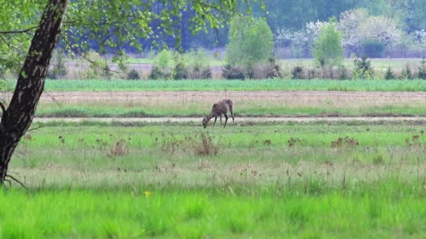 Wildtiere in Europa — Stockvideo