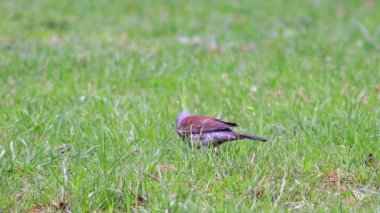 Güzel Fieldfare hatalar için arıyorsunuz.