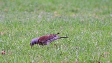 Güzel Fieldfare hatalar için arıyorsunuz.