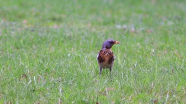 Güzel Fieldfare hatalar için arıyorsunuz.