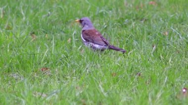Güzel Fieldfare hatalar için arıyorsunuz.