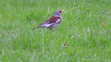 Güzel Fieldfare hatalar için arıyorsunuz.