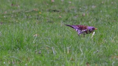 Güzel Fieldfare hatalar için arıyorsunuz.