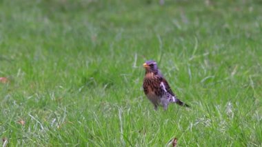 Güzel Fieldfare hatalar için arıyorsunuz.