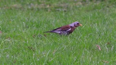 Güzel Fieldfare hatalar için arıyorsunuz.
