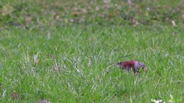 Güzel Fieldfare hatalar için arıyorsunuz.