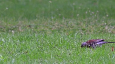 Güzel Fieldfare hatalar için arıyorsunuz.