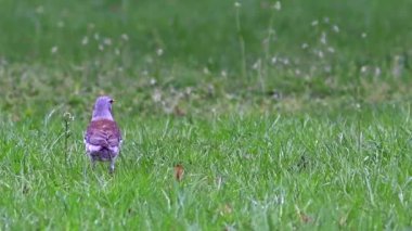 Güzel Fieldfare hatalar için arıyorsunuz.
