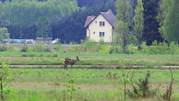 Wildtiere in Europa — Stockvideo