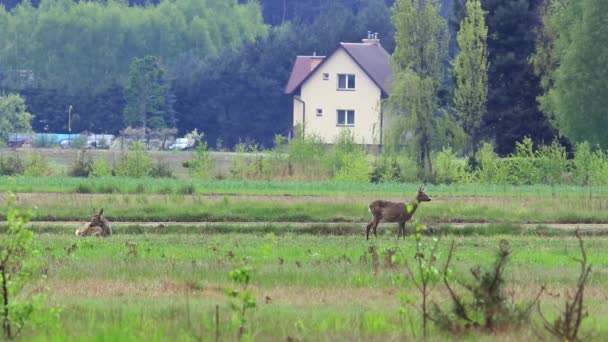 Dzikie zwierzęta Europy — Wideo stockowe