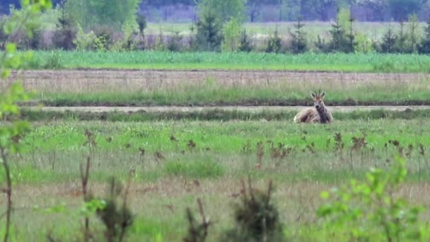 Wildtiere in Europa — Stockvideo