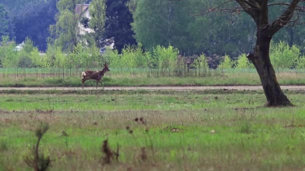 Divoká zvířata Evropy — Stock video