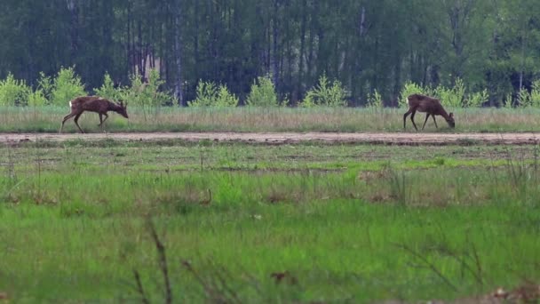 Animales salvajes de Europa — Vídeos de Stock