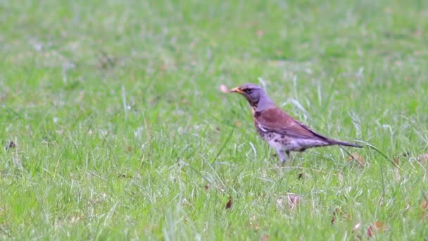 Güzel Fieldfare hatalar için arıyorsunuz. — Stok video