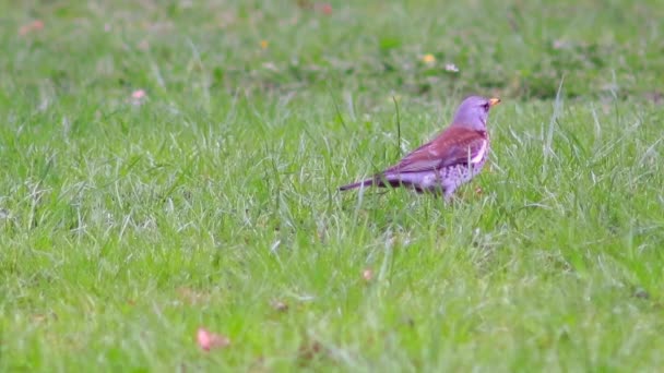 Güzel Fieldfare hatalar için arıyorsunuz. — Stok video