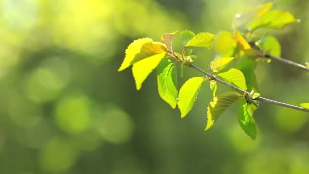 Primavera, hojas frescas en la rama . — Vídeos de Stock
