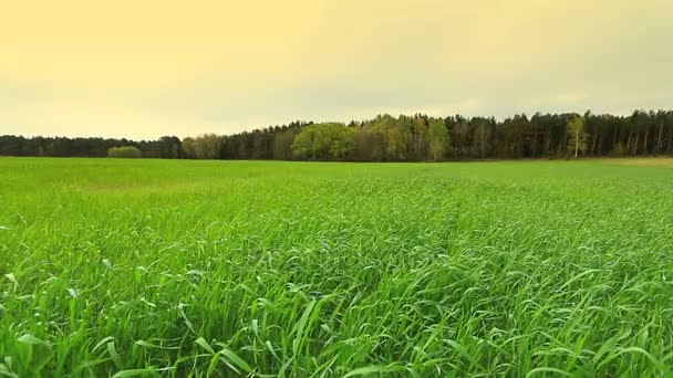 Beau paysage rural . — Video