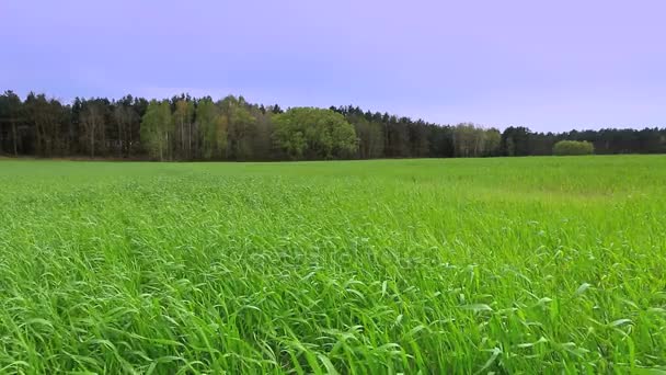 Schöne ländliche Landschaft. — Stockvideo