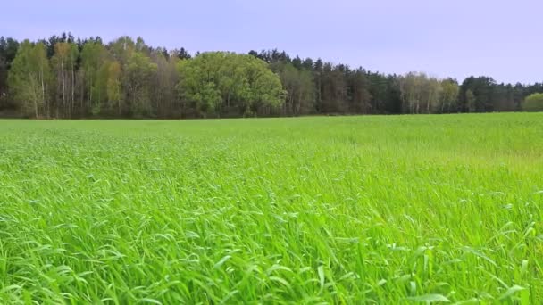 Bela paisagem rural . — Vídeo de Stock