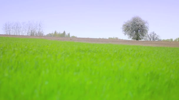 Mooi landschap. — Stockvideo