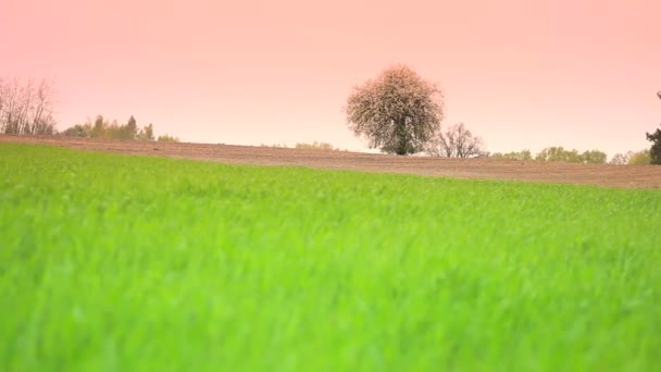 Mooi landschap. — Stockvideo