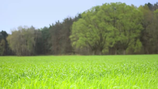 Schöne ländliche Landschaft. — Stockvideo