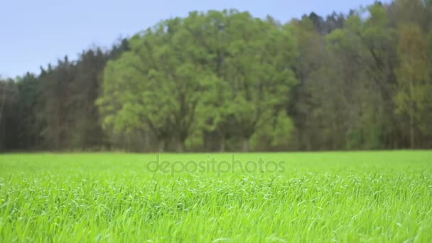 Beautiful rural landscape. — Stock Video