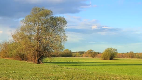 Весенний сельский пейзаж. — стоковое видео