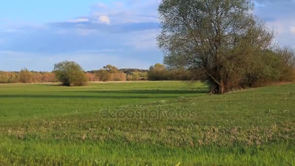 Paesaggio rurale di primavera. — Video Stock