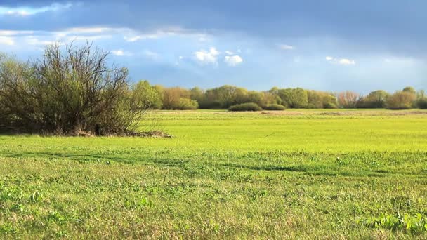 Paesaggio rurale di primavera. — Video Stock