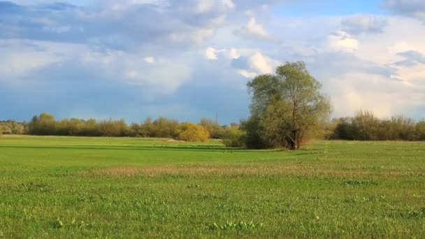 Сільських весняний пейзаж . — стокове відео