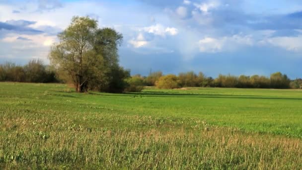 Kırsal ilkbahar manzarası. — Stok video