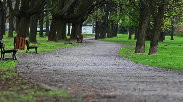 Allée du parc dans la lumière du printemps . — Video