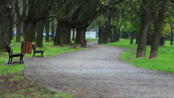 Park gränd i våren ljus. — Stockvideo