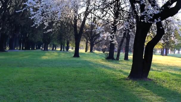 Mañana en el parque . — Vídeo de stock