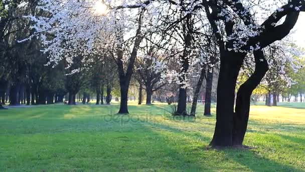 Mañana en el parque . — Vídeos de Stock