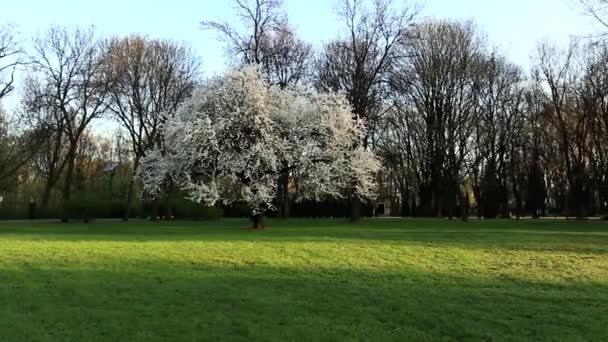 Ochtend in het park. — Stockvideo