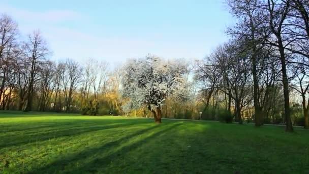 Matin au parc . — Video